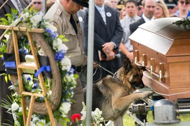 The+dog+of+fallen+Bardstown+police+officer+Jason+Ellis%2C+Figo%2C+pays+his+respects+on+Thursday%2C+May+30%2C+2013.+Photo+by+Jonathan+Palmer
