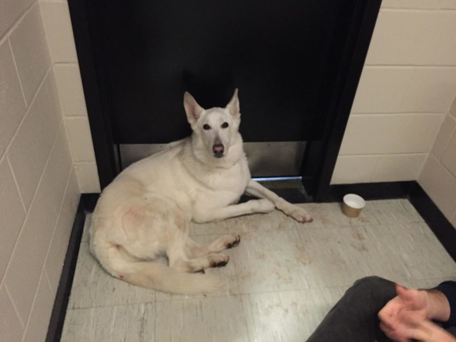 Zeus, a White German Shepherd, was found on UK’s campus Monday afternoon. Photo by Michael Reaves