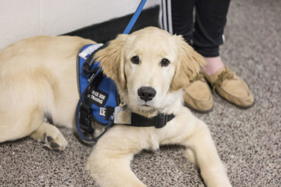 Wildcat Service Dogs is a student-run organization that raises, trains and educates the public about service dogs. Taken March 29, 2017. Photo by Arden Barnes | Staff