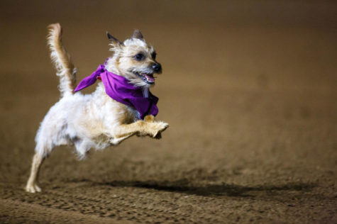 A dog leaps though the dirt during the wiener dog races at Red Mile racetrack on Thursday, Aug. 23, 2018 in Lexington, Ky. Photo by Jordan Prather | Staff