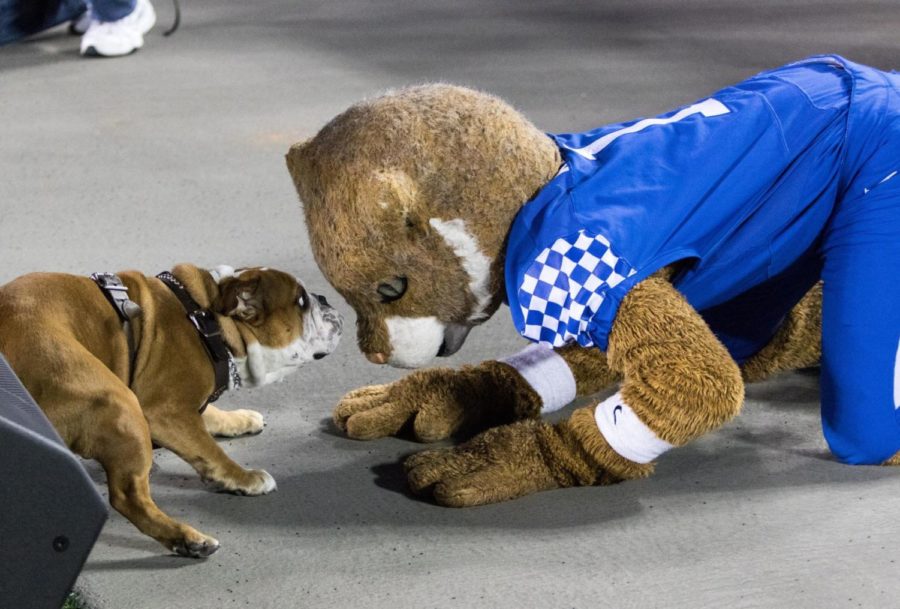Wildcat and Bully engage in a staring contest during the 1st half of the Wildcats victory over the Bulldogs on Saturday, October 22, 2016 in Lexington, Ky. photo by Addison Coffey | Staff