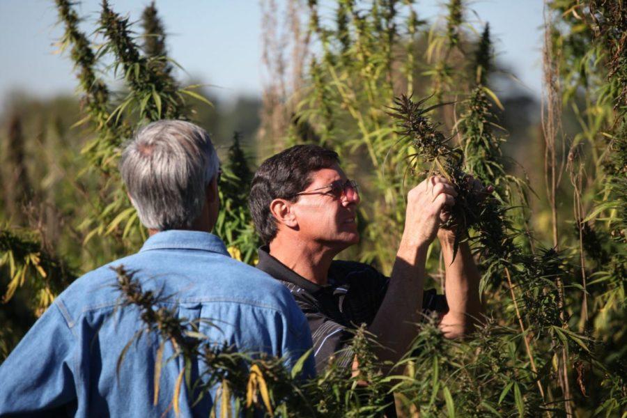 Bill Polyniak, left, and Dave Hendrick, right, look at the hemp plant at the University of Kentucky hemp harvest at Spindletop Research Farm in Lexington, Ky., on Tuesday, September 23, 2014. Polyniak and Hendrick work in CBD research. File Photo