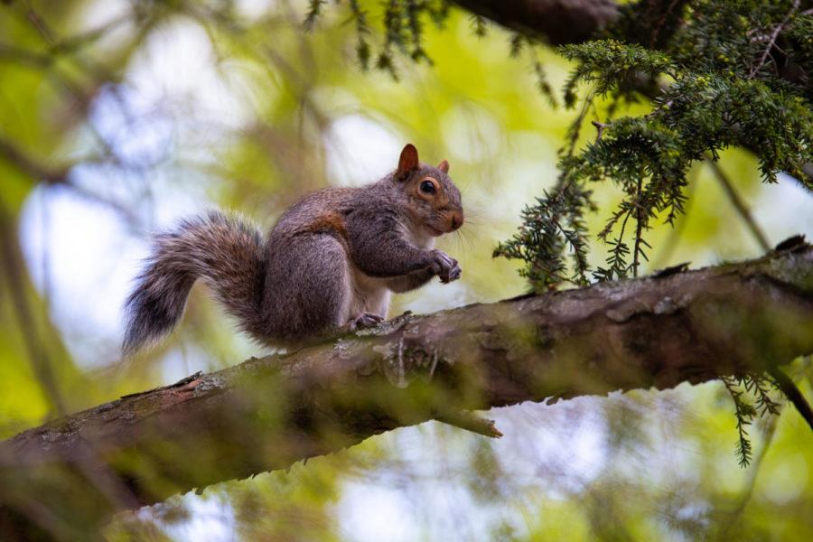 A campus squirrel sits on a tree branch on Monday, April 6, 2020, at the University of Kentucky in Lexington, Kentucky. Photo by Jordan Prather | Staff file photo