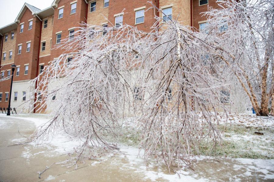 Trees weighted down by a layer of ice brush the ground on the University of Kentuckys campus on Thursday, Feb. 11, 2021. Photo by Jack Weaver | Staff