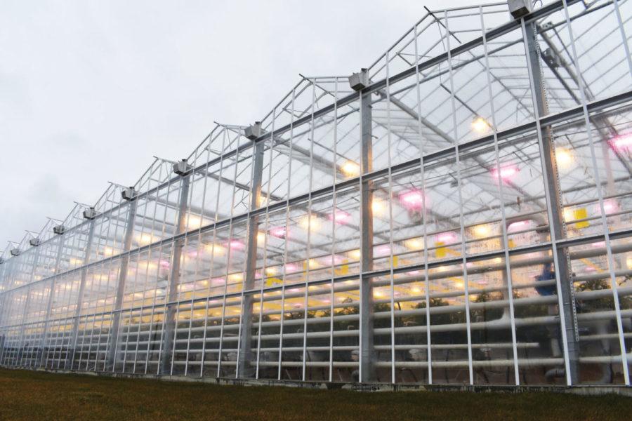 LED lights shine through the walls of AppHarvest’s flagship greenhouse, which produces tomatoes year-round, on February 9, 2021. The company plans to build 12 similar facilities in Kentucky by the year 2025. Photo by Natalie Parks | Staff