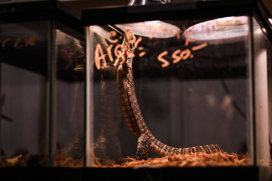 A reptile stands up in his terrarium while on display at the Lexington Reptile Expo, a showing for vendors on Saturday, April 3, 2021, in the Lexington Convention Center. Photo by Martha McHaney | Staff