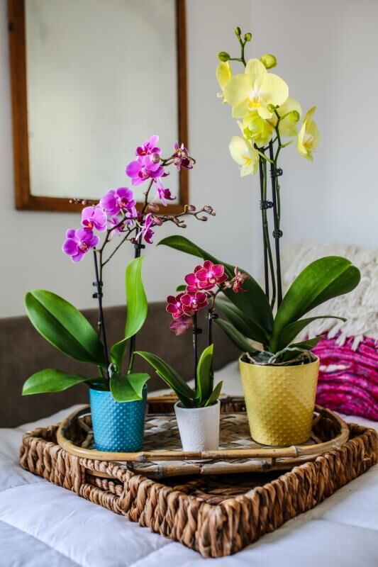 Daring+D%C3%A9cor%3A+Orchids+Add+Splashy+Color+and+Style+to+Any+Space