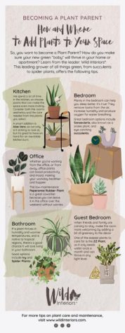 How and Where to Add Plants in Your Home