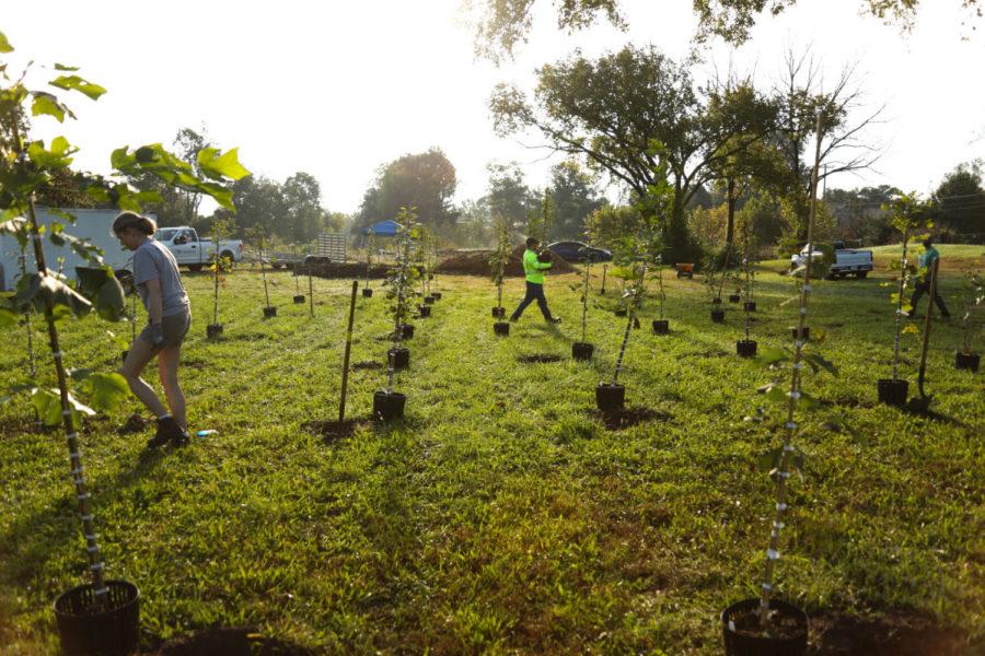Volunteers+work+to+prepare+trees+to+be+planted+on+Saturday%2C+Oct.+9%2C+2021%2C+at+Bryan+Station+High+School+in+Lexington%2C+Kentucky.+The+tree+planting+event+was+a+part+of+Lexingtons+fourth+annual+Tree+Week.+Photo+by+Martha+McHaney+%7C+Staff