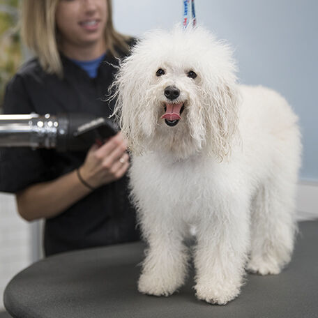 Prepare Pets for Better Grooming Visits