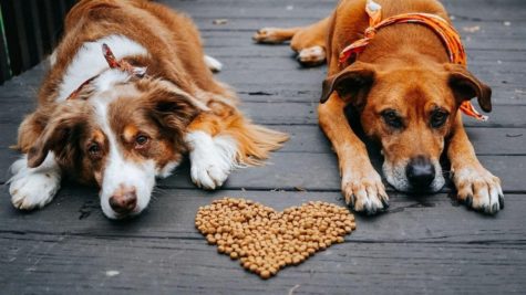 5 ways to show your pet some extra love