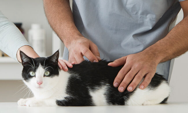 Caring for Your Cat for a Lifetime