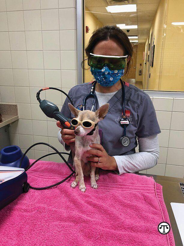 Veterinary nurses and technicians are an invaluable resource to pet parents within veterinary practices.DEANA CAPPUCCI, LVT, CCMT, VTS (PHYSICAL REHAB. SUBJECT: LASER TREATMENT; LOCATION CORAL SPRINGS ANIMAL HOSPITAL)