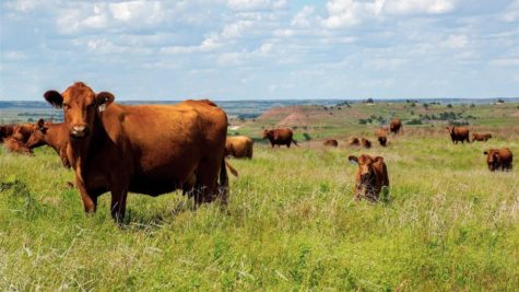 Sustainable beef: How cattle are part of the climate solution