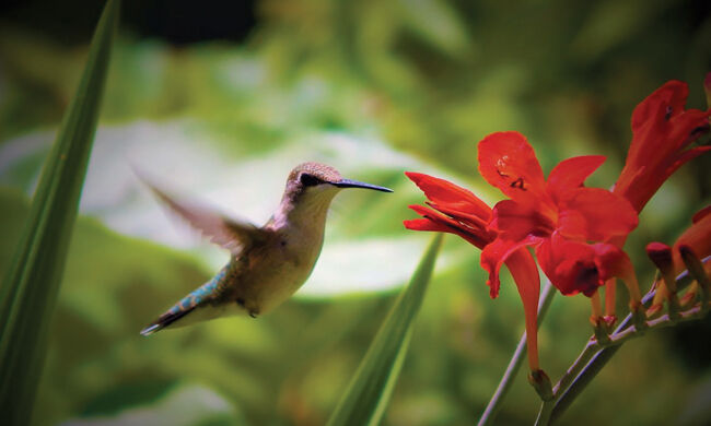 Simple+Tips+to+Attract+Hummingbirds+to+Your+Yard