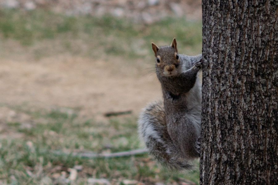 A campus squirrel clings onto a tree after being spooked by a student walking on Friday, Feb. 10, 2023, near Patterson Office Tower in Lexington, Kentucky. Photo by Carter Skaggs | Staff