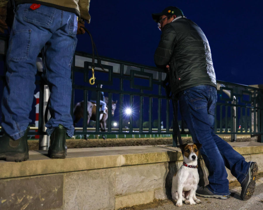 A dog sits outside of the main track during morning training on the opening day of the Spring Meet on April 7, 2023, at Keeneland in Lexington, Kentucky. Photo by Abbey Cutrer | Staff
