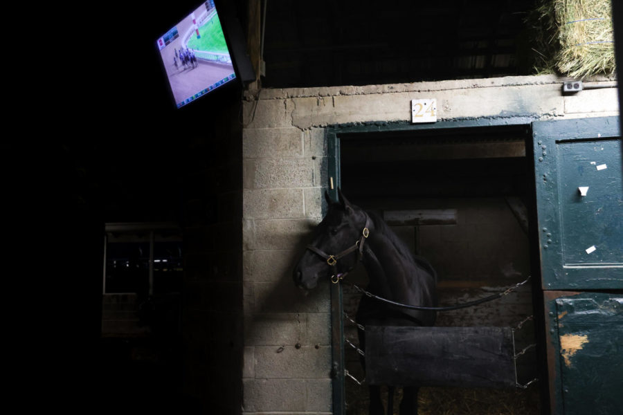 A horse stands in its stall while old race footage plays on a TV screen during morning training on the opening day of the Spring Meet on April 7, 2023, at Keeneland in Lexington, Kentucky. Photo by Abbey Cutrer | Staff