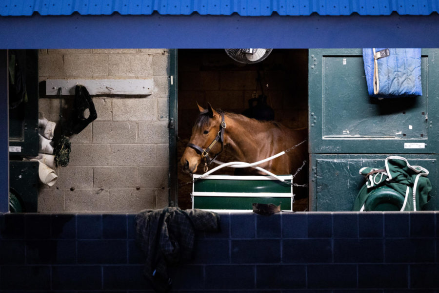 A horse stands in its stall during morning training on the opening day of the Spring Meet on Friday, April 7, 2023, at Keeneland in Lexington, Kentucky. Photo by Olivia Hall | Staff