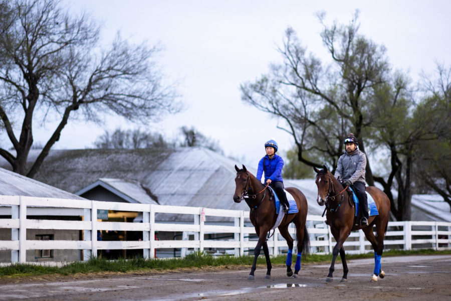Horses are walked towards the main track during morning training on the opening day of the Spring Meet on Friday, April 7, 2023, at Keeneland in Lexington, Kentucky. Photo by Jack Weaver | Staff