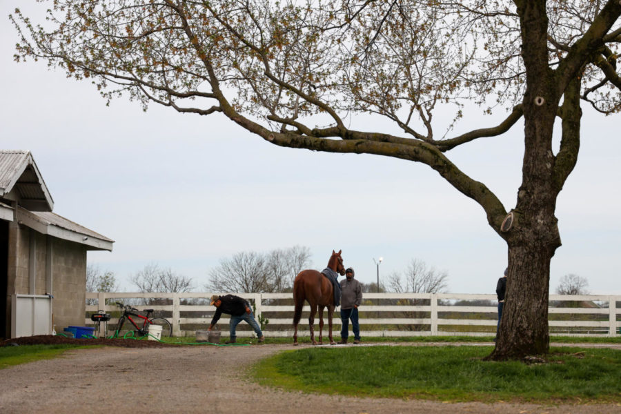 A horse stands under a tree during morning training on the opening day of the Spring Meet on April 7, 2023, at Keeneland in Lexington, Kentucky. Photo by Abbey Cutrer | Staff
