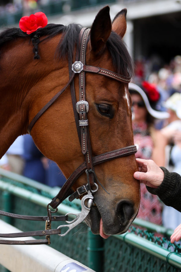 A horse is pet during the 149th Kentucky Derby on Saturday, May 6, 2023, in Churchill Downs in Louisville, Kentucky. Photo by Samuel Colmar | Staff