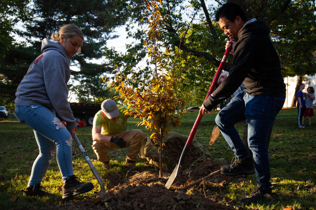 Volunteers plant a tree during the first day of the sixth annual Tree Week event on Friday, Oct. 7, 2023, at Castlewood Park in Lexington, Kentucky. Photo by Samuel Colmar | Staff