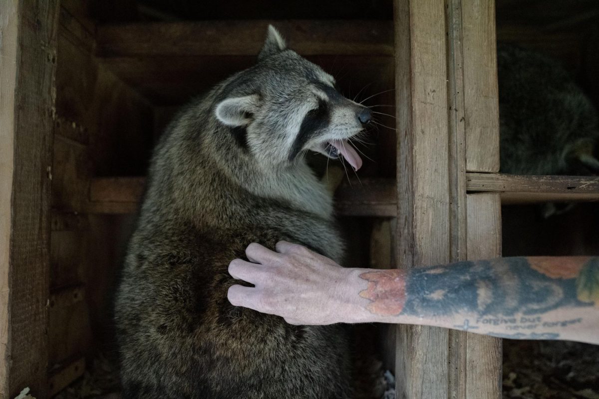 Ricky receives a back scratch from Critter Ridge Sanctuary owner Angela Cox in an outdoor enclosure on Wednesday, Oct. 11, 2023 in Frankfort, Kentucky.
