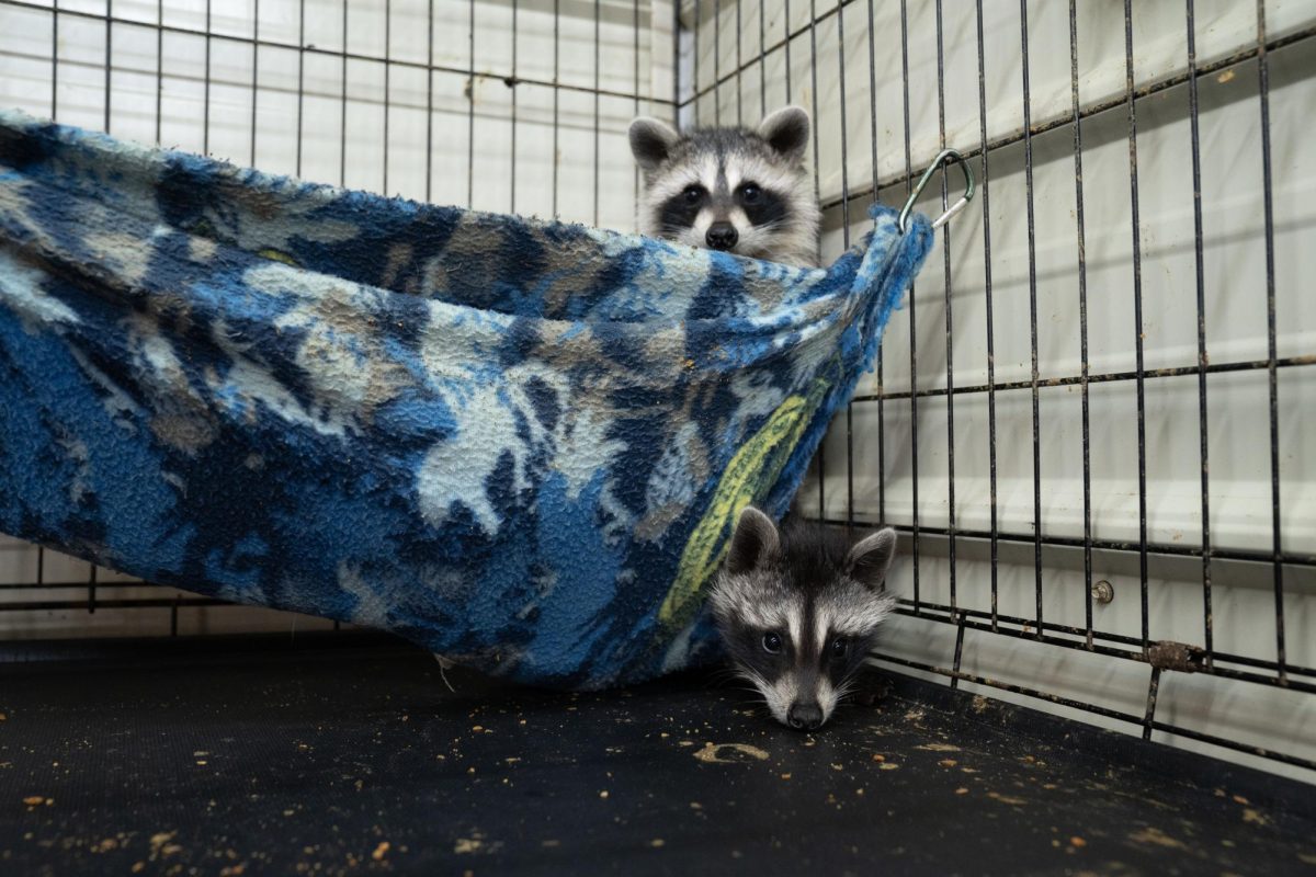 Andy (top) and Arnie (bottom) wake up from their nap inside the “Baby Shack” at Critter Ridge Sanctuary on Wednesday, Oct. 11, 2023 in Frankfort, Kentucky. Andy was found after being hit by a car and Arnie was found with a broken foot. Once they are old and well enough to survive on their own, they will be released back into the wild.
