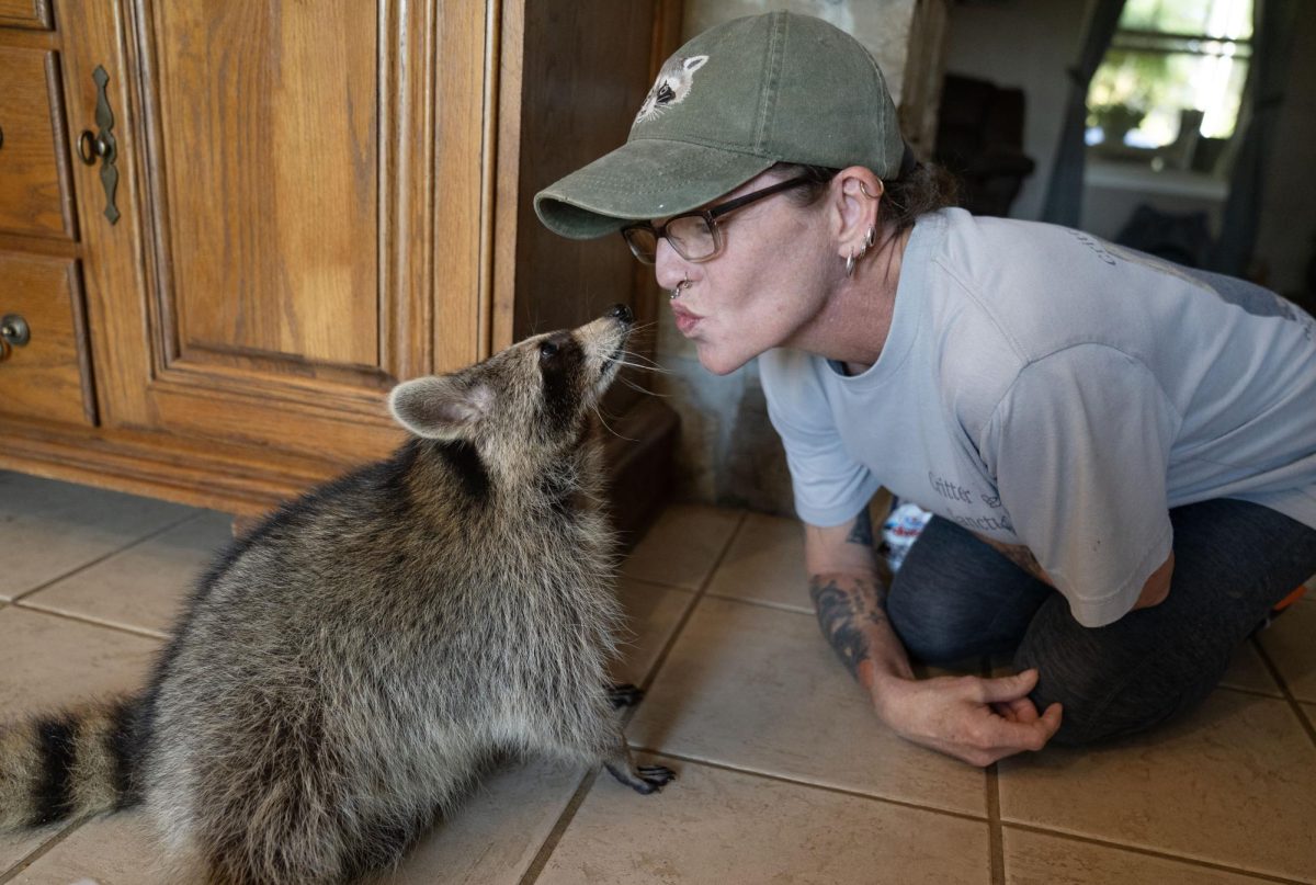 Angela Cox, founder of Critter Ridge Sanctuary, invites Tilly, a full-time raccoon resident, to give her a kiss on Thursday, Oct. 12, 2023 in Frankfort, Kentucky.
