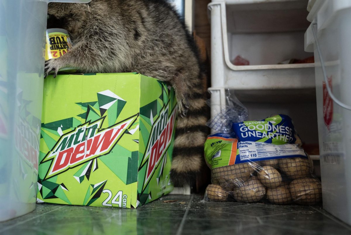 Tilly, a resident of Critter Ridge Sanctuary, explores the pantry inside her home on Thursday, Oct. 12, 2023 in Frankfort, Kentucky.
