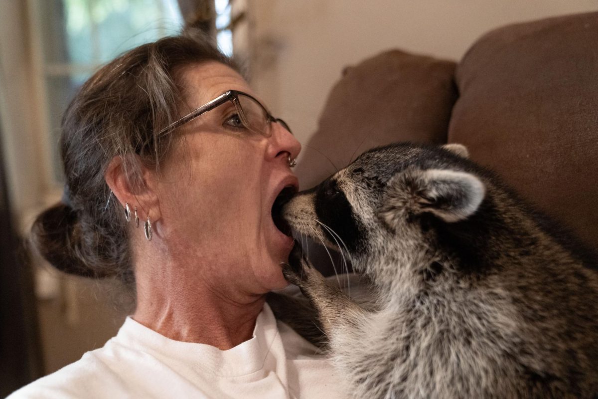 George Franklin, who lives in raccoon-rehabber Angela Cox’s house full-time at Critter Ridge Sanctuary, investigates the inside of her mouth as they snuggle on the couch on Friday, Oct. 13, 2023 in Frankfort, Kentucky.
