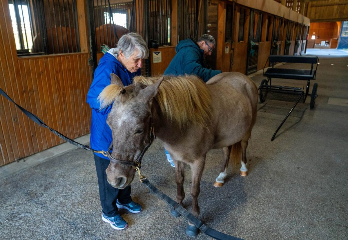 Trinka Northam and Scott Barshman, students, brushing Shetland pony Ginger Biscuits on Thursday, Oct 12, 2023, in the barn on Stewart Home School’s campus. Photo by Carlee Hogsten.