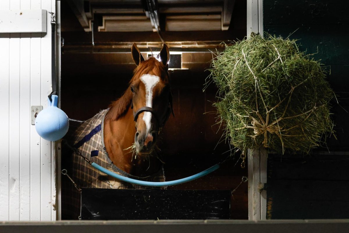 A horse eats hay before morning training on the opening day of the Spring Meet on Friday, April 5, 2024, at Keeneland in Lexington, Kentucky. Photo by Abbey Cutrer | Staff