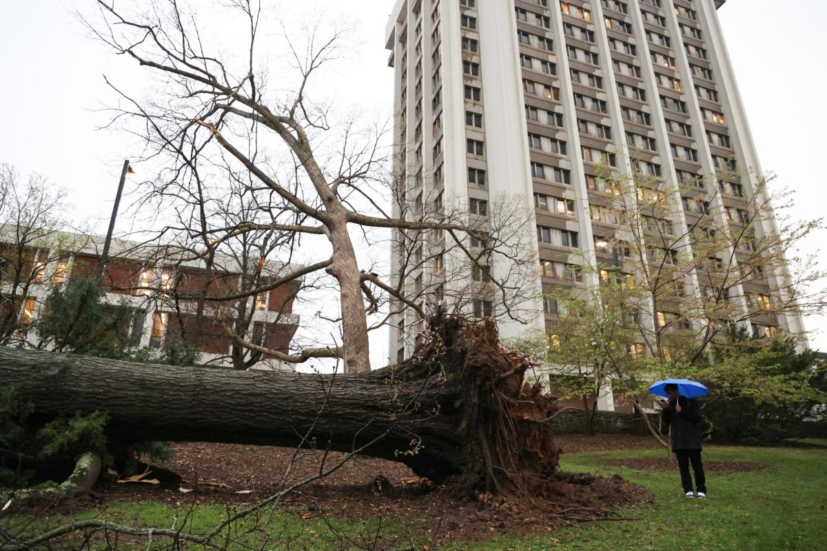 A tree is knocked down behind the Whitehall Classroom Building and Patterson Office Tower on Tuesday, April 2, 2024, at the University of Kentucky in Lexington, Kentucky. Photo by Abbey Cutrer | Staff