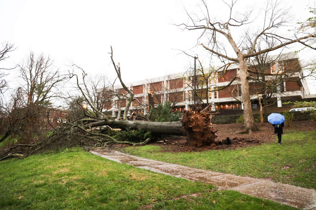 A tree is knocked down behind the Whitehall Classroom Building and Patterson Office Tower on Tuesday, April 2, 2024, at the University of Kentucky in Lexington, Kentucky. Photo by Abbey Cutrer | Staff