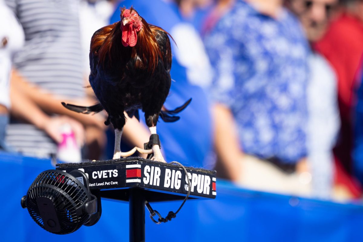 South Carolina mascot ‘Sir Big Spur’ stands on its platform before the Kentucky vs. South Carolina football game on Saturday, Sept. 7, 2024, at Kroger Field in Lexington, Kentucky. Kentucky lost 31-6. Photo by Samuel Colmar | Staff