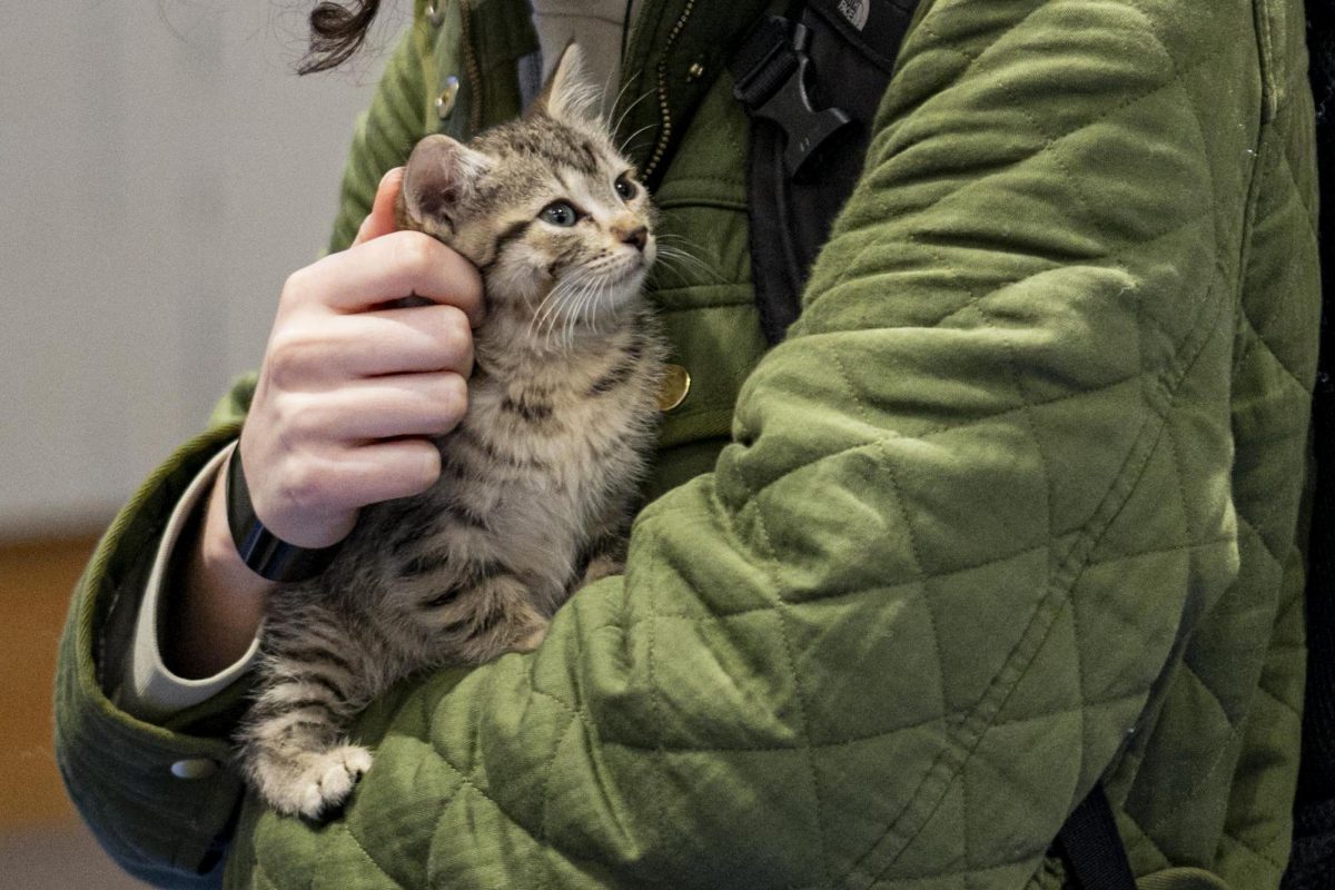 Sophie Ciaverelii, a public health junior, pets a cat during the Cats and Crafts activity on Thursday, Feb. 27, 2025, at the Harris Ballroom in Lexington, Kentucky. Photo by Christian Kantosky | Assistant Photo Editor