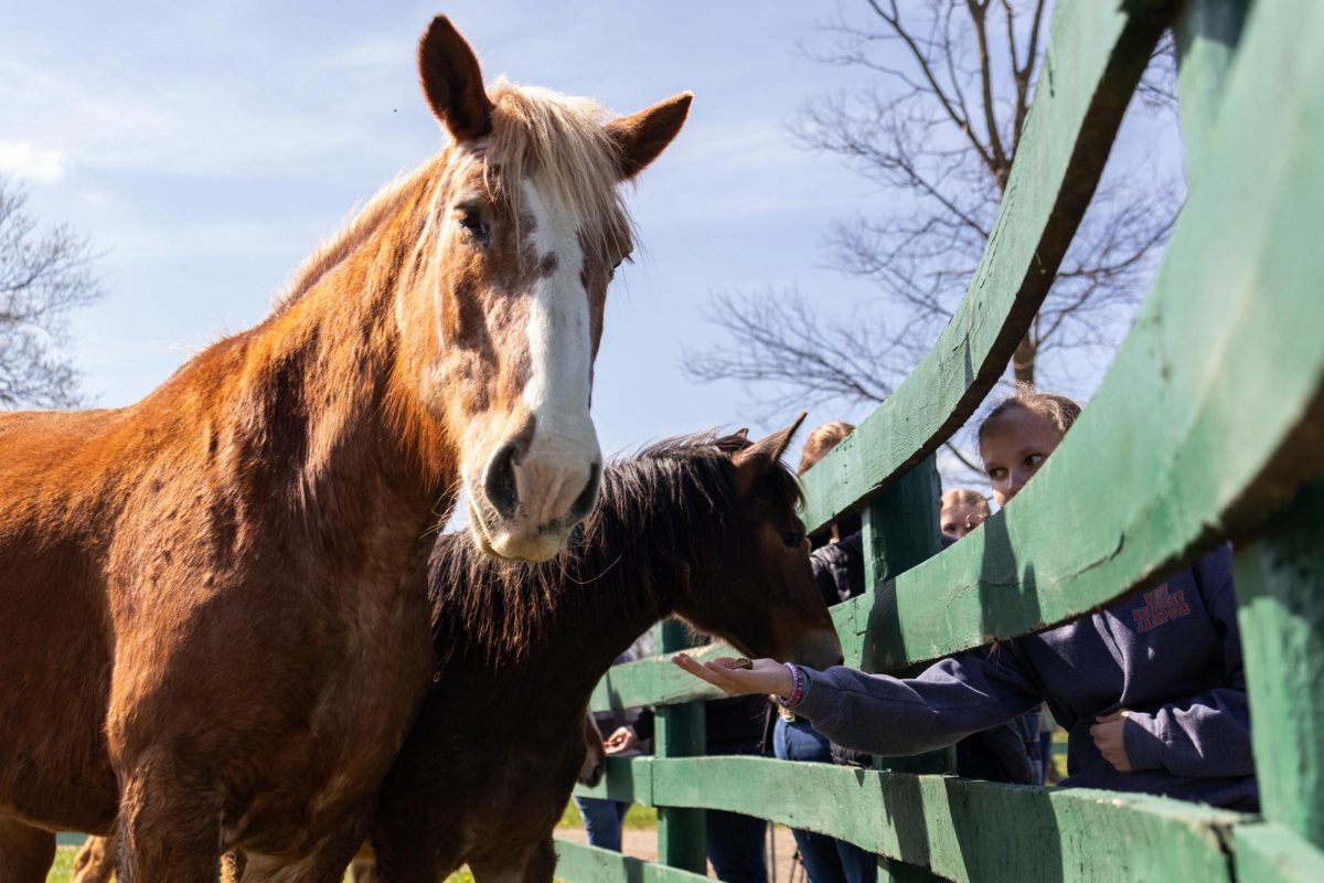 Attendees pet and feed the sanctuary horses during the walkthrough at the BraveHearts Equine Center on Tuesday, April 1, 2025, in Paris, Kentucky. Photo by Sydney Novack | Staff