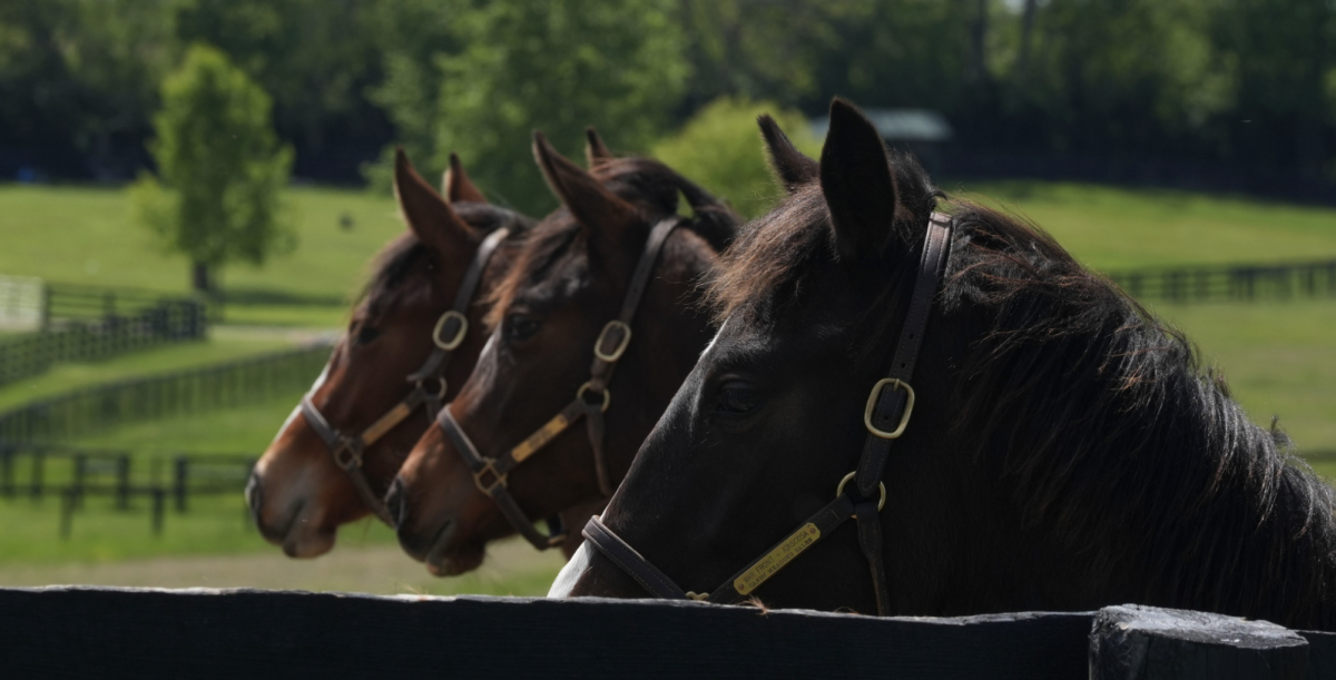 Three thoroughbred horses are lined up near a fence at Red Gables Stud in Paris, Ky. Photo by Sydney Cox
